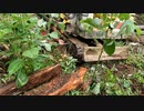 【第17回】観葉植物と裏山開拓
