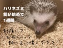 【成長記録】ハリネズミを飼い始めて一週間でどれだけ懐く？