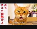 ボス猫、闘病の陰で過去イチのスネを見せる