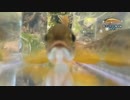 【渓流釣り】河津川水系で渓流ルアー 出会ったのは原種のアマゴ？【静岡・河津川水系】