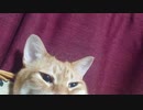 拾いねこ＠生後3643/3610日目　今日は大体アコさん。