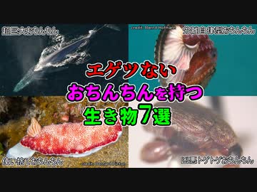 エゲツないおちんちんを持つ生き物7選【ゆっくり解説】