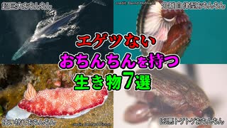 人気の フジツボ 動画 105本 ニコニコ動画