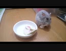 ハムスター飼いました。その133～2022年6月だよ!!体重測定だよ!!～