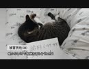 【ニュース】ニャルソックの仕事を放棄【猫動画】