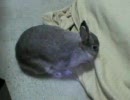 【うさぎ動画】穴を掘ろうとするうさぎ【ネザーランドドワーフ】