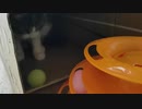段ボールハウスの中で夢中で遊ぶ猫がかわいい