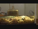 めそ吉の食事風景
