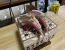 ラムチョップ炭火焼き