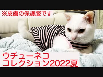 珍妙ウチューネコ、皮膚保護服で夏のフォームチェンジ