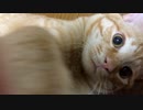 今日も元気いっぱい