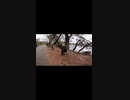 ひょっこり出てきた野良猫が可愛く甘えて来た#Shorts【野良猫】【感動猫】
