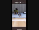 華麗なBダッシュを決めるネコ様