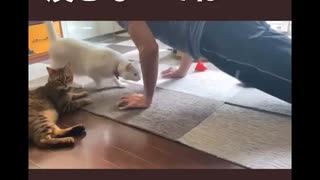 飼い主の筋トレを応援するネコ様