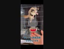 【 #フクロモモンガ 】部屋飼いなのでジャンプが苦手なの！ #おはモモンガ #蜜袋鼯 #슈가글라이더 #フクモモ #sugerglider #shorts
