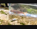 【渓流釣り】河津川支流で渓流ルアー【静岡・河津川水系】