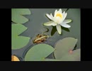 【インスト】calor-plaga【オリジナル曲】