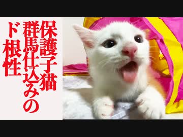 生命を危ぶんだ保護子猫、群馬仕込みのド根性を見せる