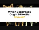 Which Dog Breeds Ought To Not Be Shaved
