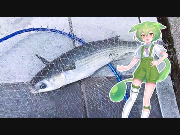ずんだもんと釣りします【Ⅷ】紀州釣り