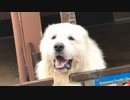 わんわん動物園 グレートピレニーズのモスキーⅥ