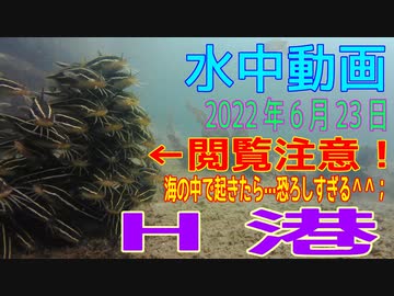 水中動画（2022年6月23日）in H港