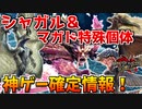シャガル復活！マガド特殊個体！サンブレイク神ゲー確定情報に超興奮する男【サンブレイク】