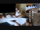ホームズに甘えたいおチビ しかし母猫のホームズは子猫たちの所に行かなくてはなりません