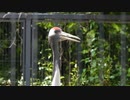 タンチョウの鳴き声！