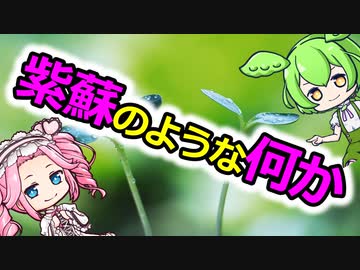 シソのような何か