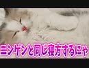【カメラ】ニンゲンの寝るポーズを真似する猫が可愛すぎるｗｗｗ【すとぷり】
