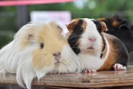 ちょっと情報量が多いモルモットの帰宅タイム