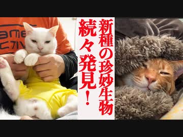 猫型珍妙生物、我が家で新種が続々と発見される