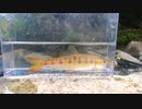 【渓流釣り】D-コンタクトで釣り上がる【静岡・河津川水系】