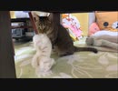 ぬいぐるみが好きなネコさんに新しいぬいぐるみをあげてみた