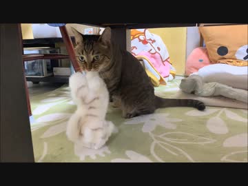 ぬいぐるみが好きなネコさんに新しいぬいぐるみをあげてみた