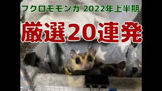 フクロモモンガ 22年上半期のショート動画厳選 おはモモンガ 蜜袋鼯 슈가글라이더 フクモモ Sugerglider Sho ニコニコ動画