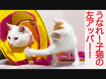 末っ子保護子猫、猫型珍獣から芸を会得する