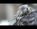 ゾウムシメトロイド(シロコブゾウムシを眺めるだけ)