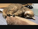 暑いのはわかるんだけどさ…