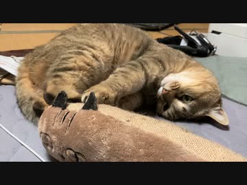 暑いのはわかるんだけどさ…