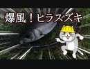 爆風！ヒラスズキ