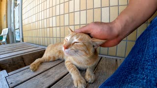 猫島の漁協前のベンチに座ると猫が隣に座ってきて楽しい