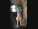 ホモと見る　産地直送がぶ飲みにゃんこ