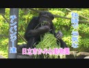 快晴で元気なチンパンジー達(日立市かみね動物園)