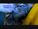 今月の体重測定【蒼民家の猫々】
