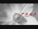 アネモネ