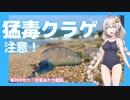 海岸の青いぎょうざ、ビニールに気を付けろ、カツオノエボシ【ゆっくり解説】【VOICEROID解説】