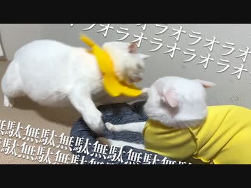 オラオラオラオラスカスカスカ無駄無駄無駄無駄スカスカスカ