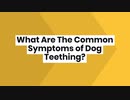 What Are The Common Symptoms of Dog Teething